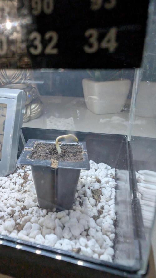 Mimosa x Orange Punch | Autopot - Athena. Week 0