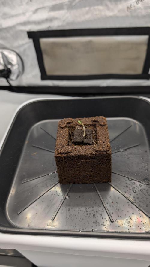 Mimosa x Orange Punch | Autopot - Athena. Week 0