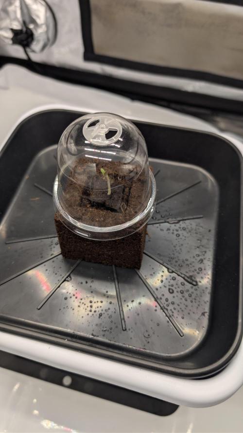 Mimosa x Orange Punch | Autopot - Athena. Week 0