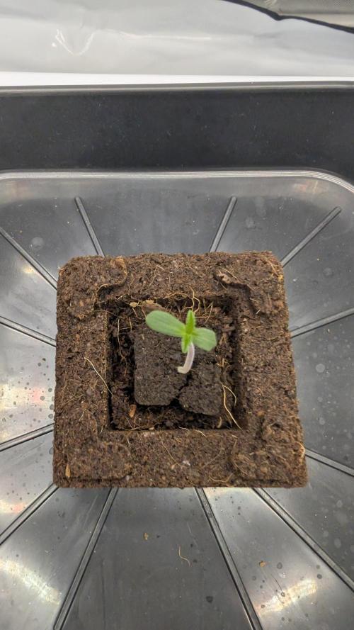 Mimosa x Orange Punch | Autopot - Athena. Week 0
