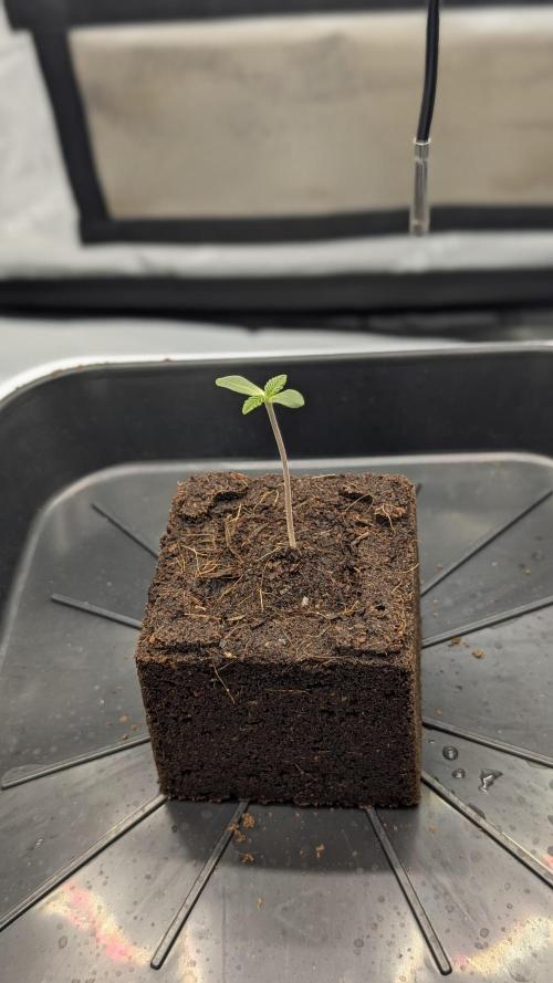 Mimosa x Orange Punch | Autopot - Athena. Week 0