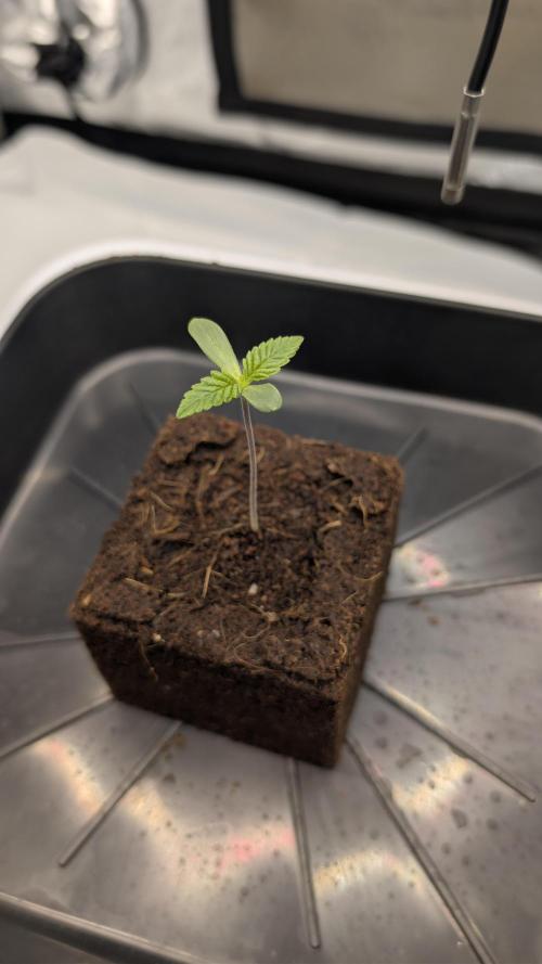 Mimosa x Orange Punch | Autopot - Athena. Week 0