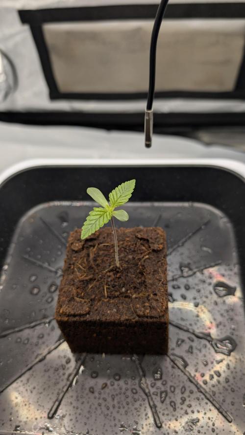 Mimosa x Orange Punch | Autopot - Athena. Week 0