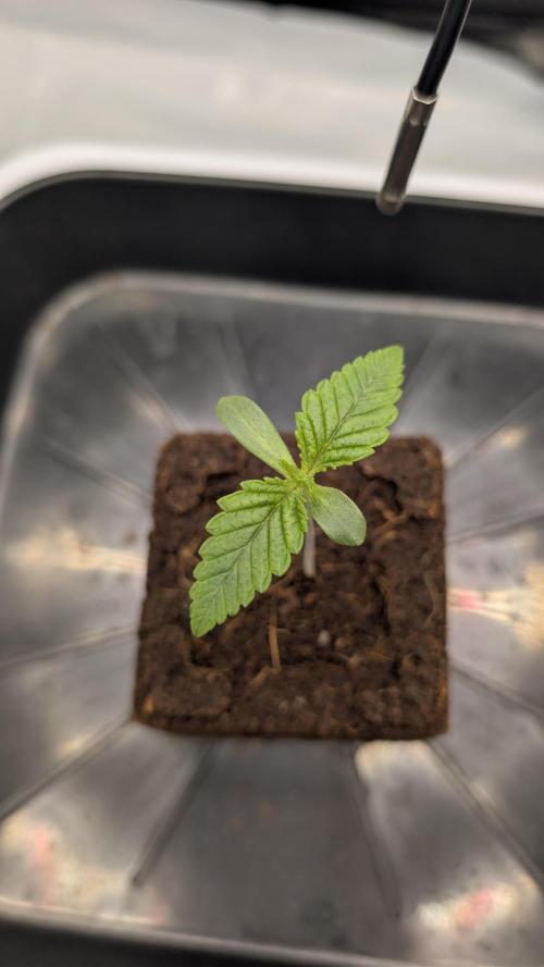 Mimosa x Orange Punch | Autopot - Athena. Week 0