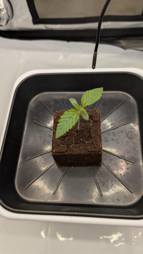 Mimosa x Orange Punch | Autopot - Athena. Week 0