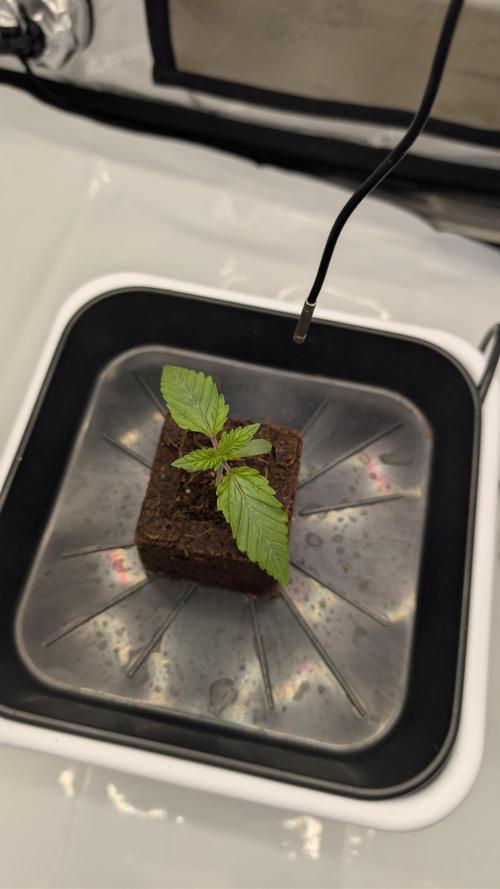 Mimosa x Orange Punch | Autopot - Athena. Week 0