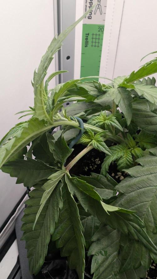 Hindu Kush | VGrow - Advanced Nutrients. Week 4