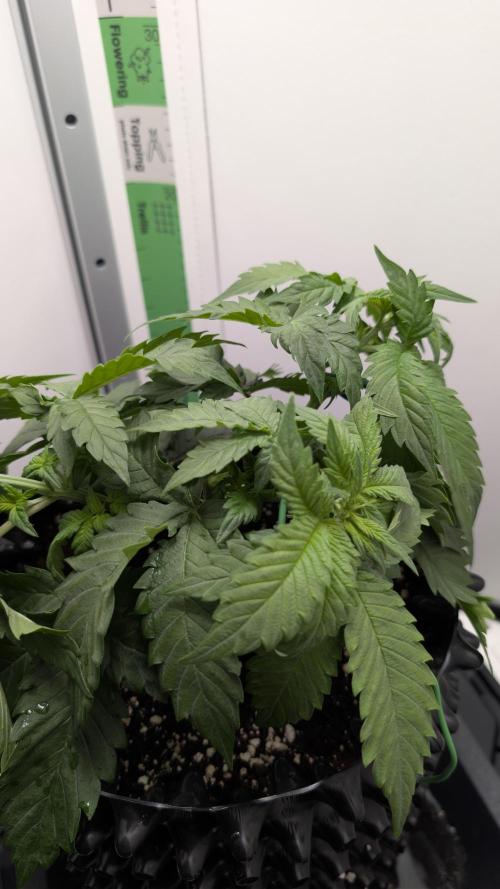 Hindu Kush | VGrow - Advanced Nutrients. Week 4