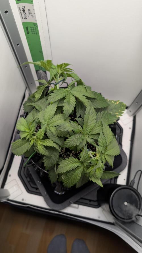 Hindu Kush | VGrow - Advanced Nutrients. Week 4