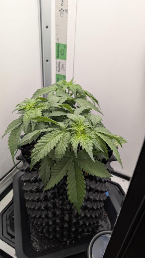 Hindu Kush | VGrow - Advanced Nutrients. Week 4