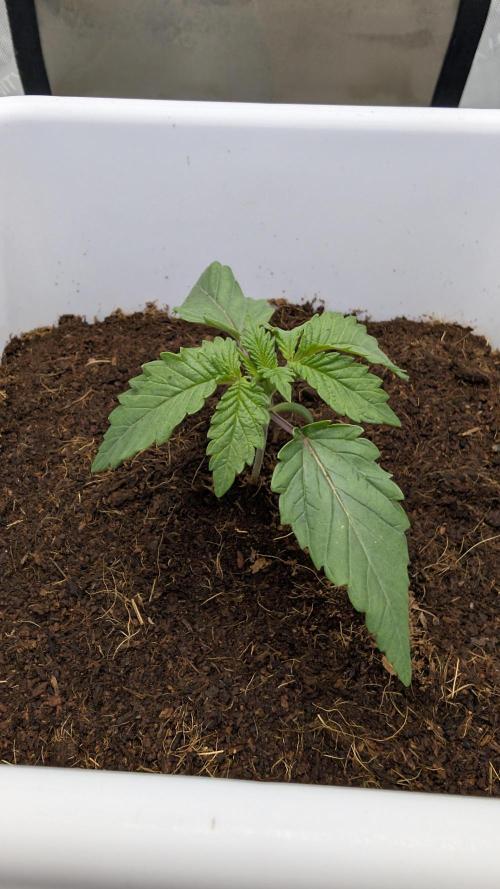 Mimosa x Orange Punch | Autopot - Athena. Week 1