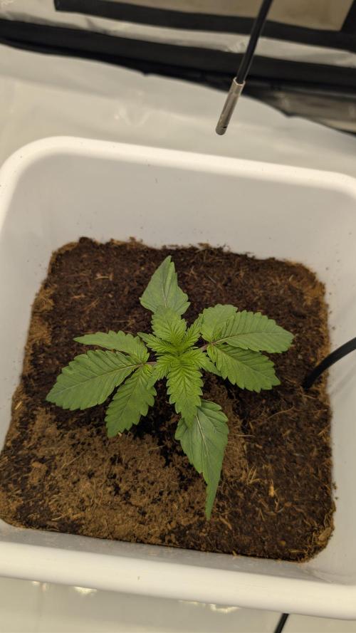 Mimosa x Orange Punch | Autopot - Athena. Week 1