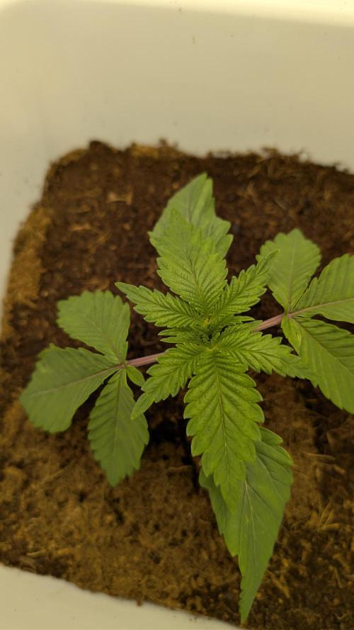 Mimosa x Orange Punch | Autopot - Athena. Week 1