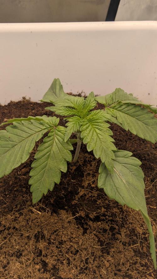 Mimosa x Orange Punch | Autopot - Athena. Week 1