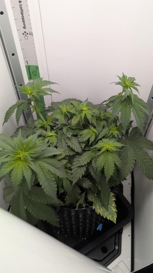 Hindu Kush | VGrow - Advanced Nutrients. Week 5