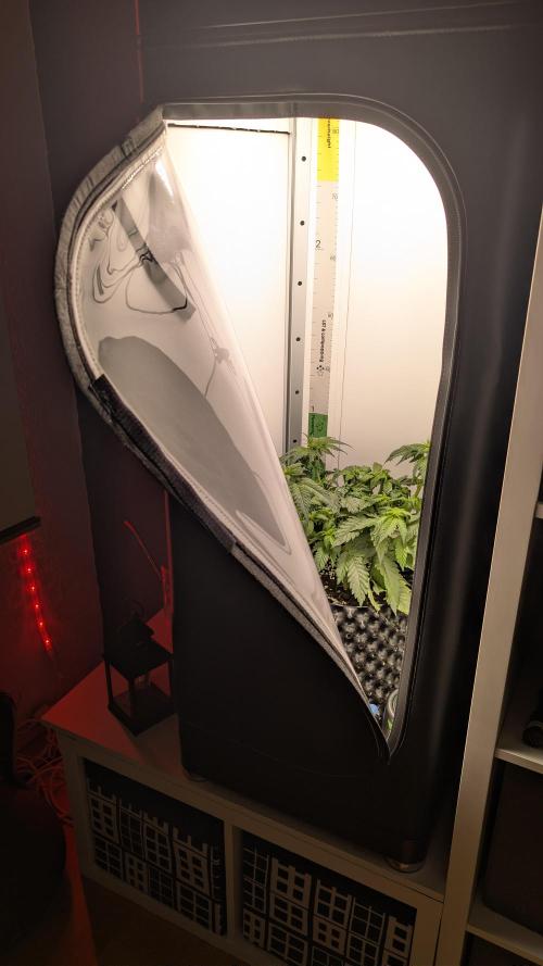 Hindu Kush | VGrow - Advanced Nutrients. Week 5