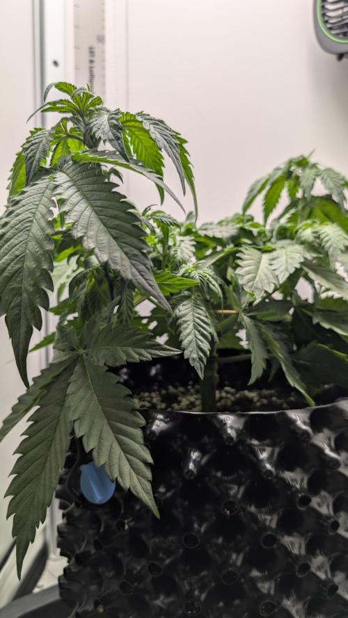 Hindu Kush | VGrow - Advanced Nutrients. Week 5