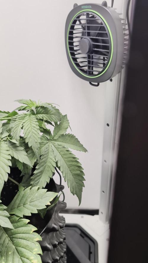 Hindu Kush | VGrow - Advanced Nutrients