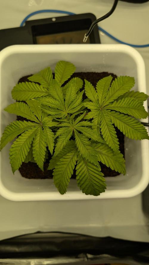 Mimosa x Orange Punch | Autopot - Athena. Week 2