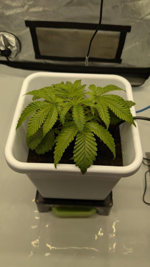 Mimosa x Orange Punch | Autopot - Athena. Week 2