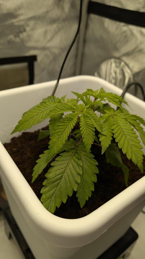 Mimosa x Orange Punch | Autopot - Athena. Week 2