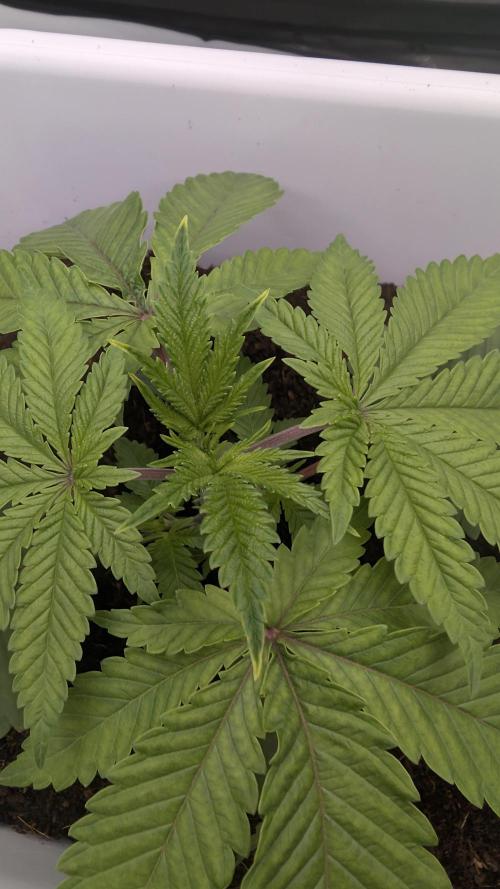 Mimosa x Orange Punch | Autopot - Athena. Week 2