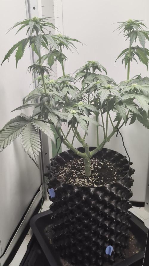 Hindu Kush | VGrow - Advanced Nutrients