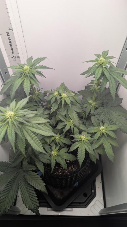Hindu Kush | VGrow - Advanced Nutrients. Week 6