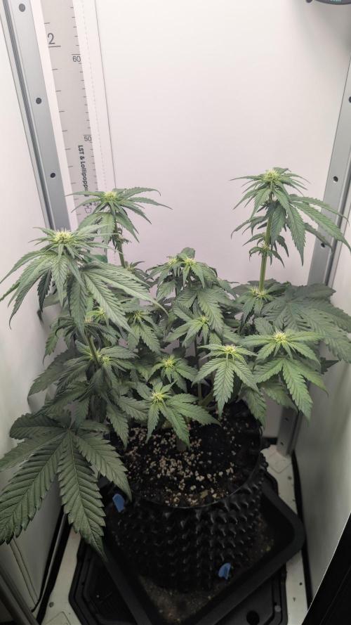 Hindu Kush | VGrow - Advanced Nutrients. Week 6