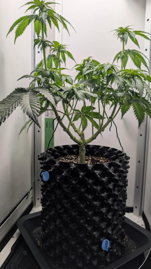 Hindu Kush | VGrow - Advanced Nutrients. Week 6