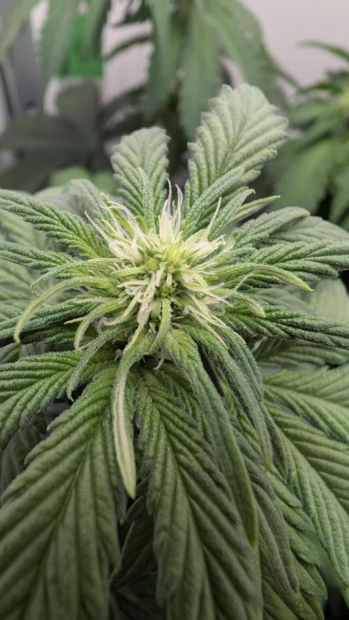 Hindu Kush | VGrow - Advanced Nutrients. Week 6