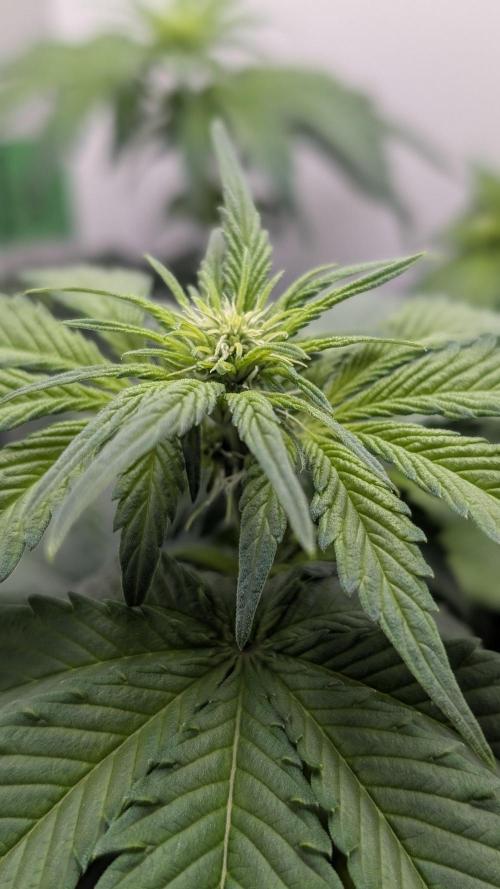 Hindu Kush | VGrow - Advanced Nutrients. Week 6