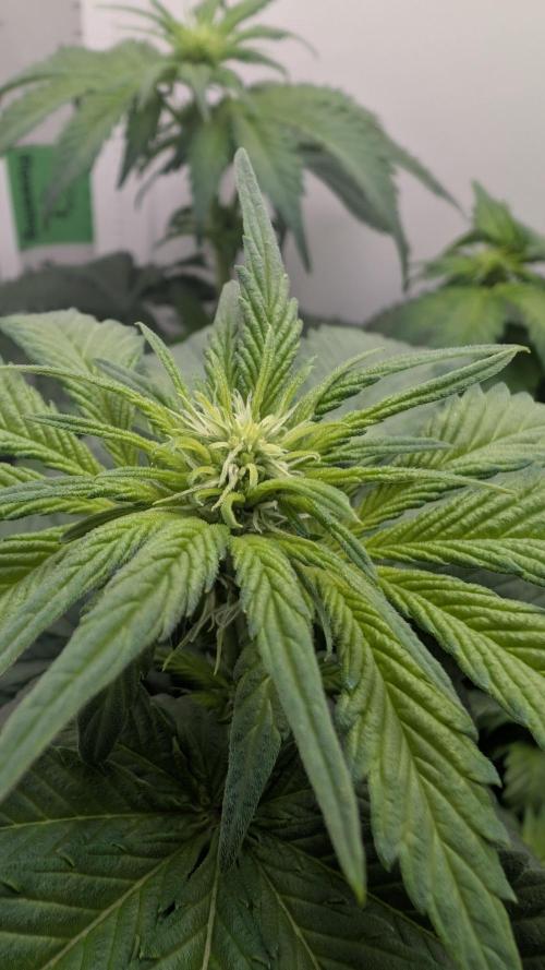 Hindu Kush | VGrow - Advanced Nutrients. Week 6