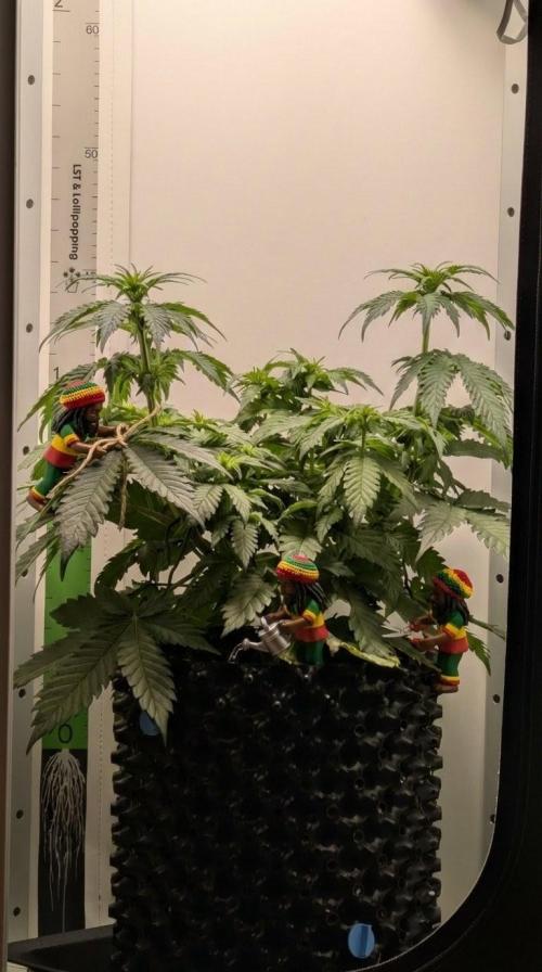 Hindu Kush | VGrow - Advanced Nutrients. Week 6