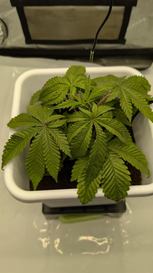 Mimosa x Orange Punch | Autopot - Athena. Week 3