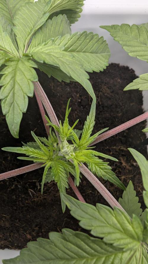 Mimosa x Orange Punch | Autopot - Athena. Week 3