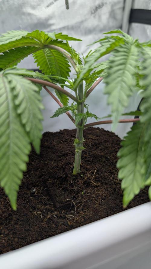 Mimosa x Orange Punch | Autopot - Athena. Week 3