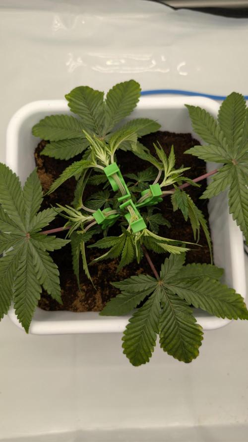Mimosa x Orange Punch | Autopot - Athena. Week 3