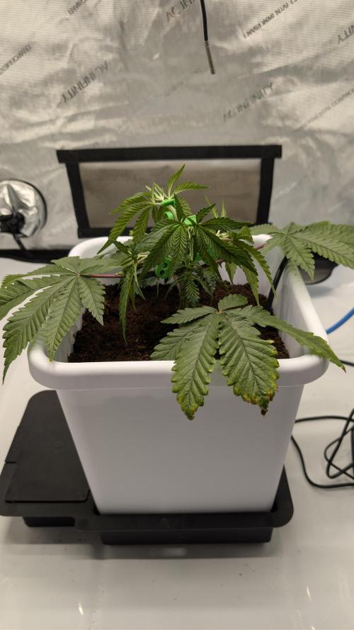 Mimosa x Orange Punch | Autopot - Athena. Week 3