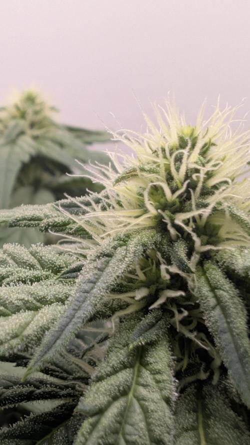 Hindu Kush | VGrow - Advanced Nutrients. Week 7