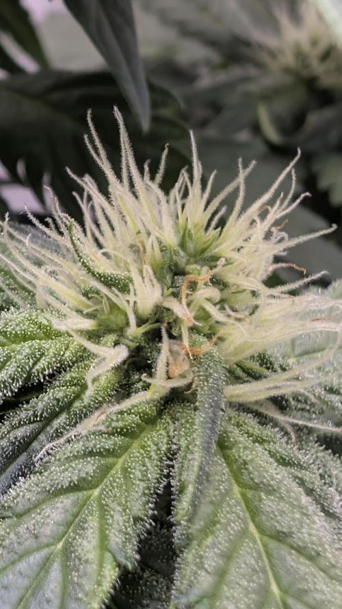 Hindu Kush | VGrow - Advanced Nutrients. Week 7