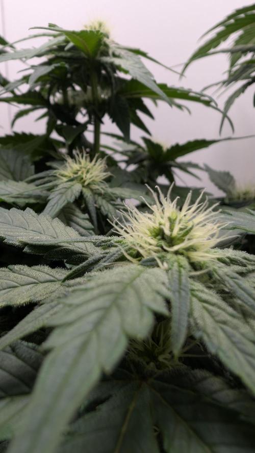 Hindu Kush | VGrow - Advanced Nutrients. Week 7