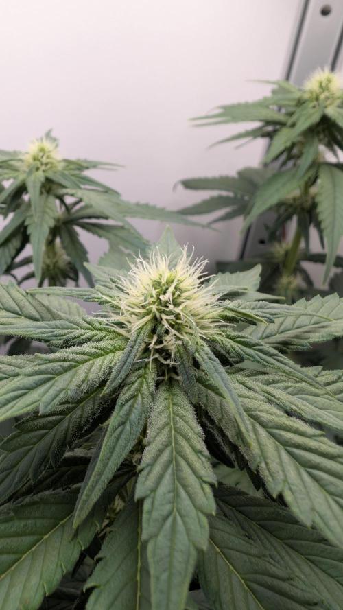 Hindu Kush | VGrow - Advanced Nutrients. Week 7