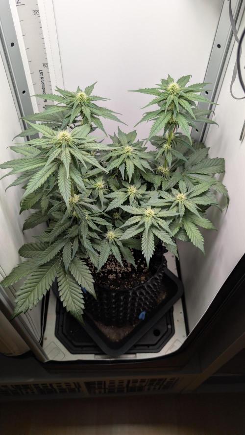 Hindu Kush | VGrow - Advanced Nutrients. Week 7