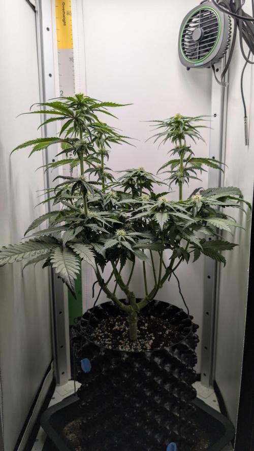 Hindu Kush | VGrow - Advanced Nutrients. Week 7