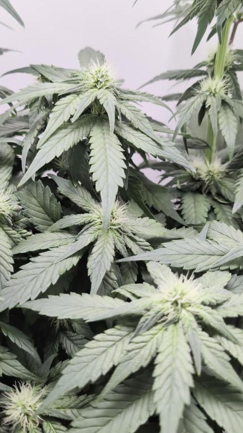 Hindu Kush | VGrow - Advanced Nutrients