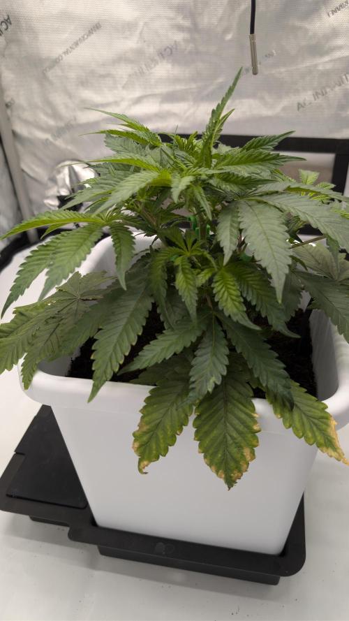 Mimosa x Orange Punch | Autopot - Athena. Week 4