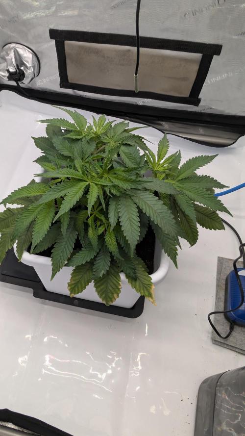 Mimosa x Orange Punch | Autopot - Athena. Week 4