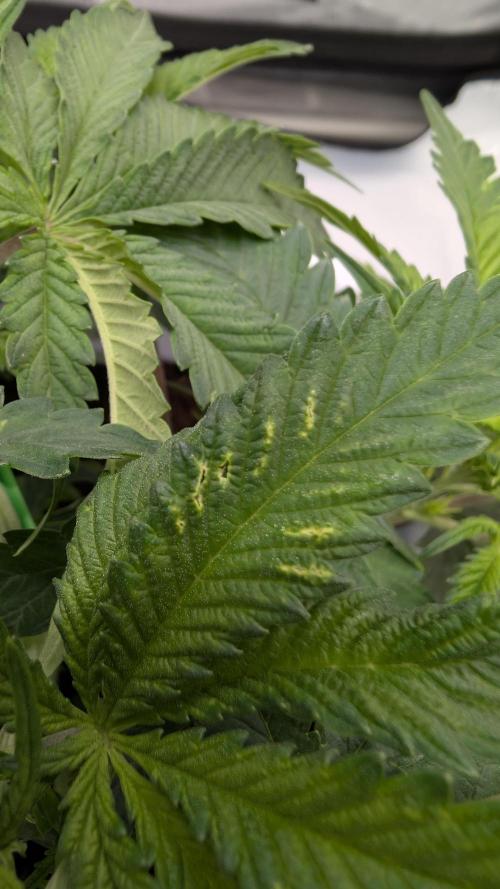 Mimosa x Orange Punch | Autopot - Athena. Week 4 - Hier hat der LST Clip das Blatt in frühem Wachstum beschädigt. 