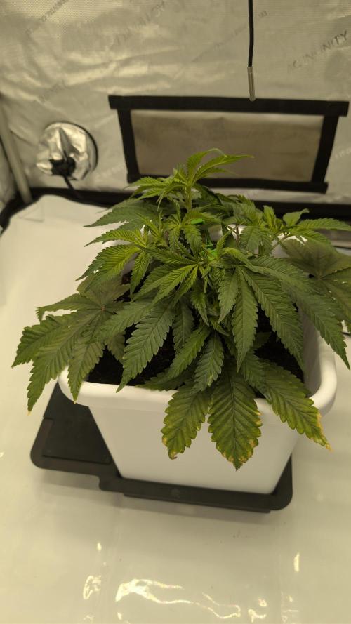 Mimosa x Orange Punch | Autopot - Athena. Week 4